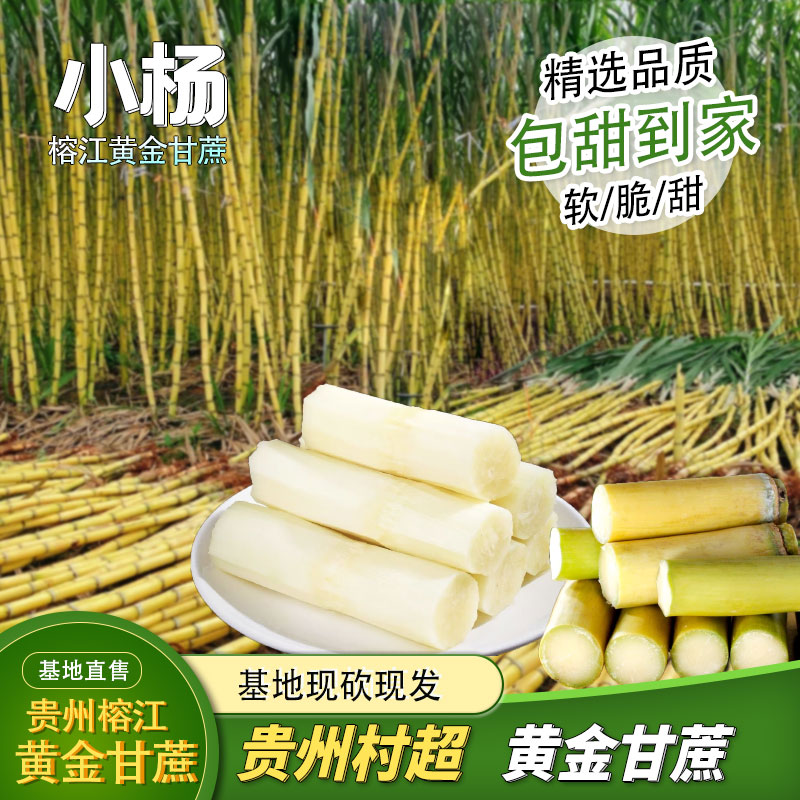 贵州村黄金甘蔗新鲜应季可口汁多黄皮农家现砍