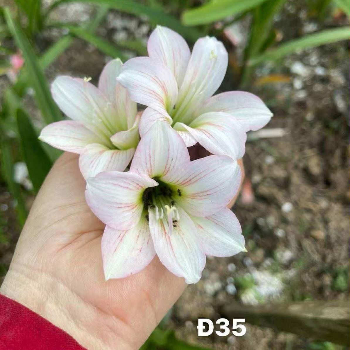 S孤挺花园 D35 裸球