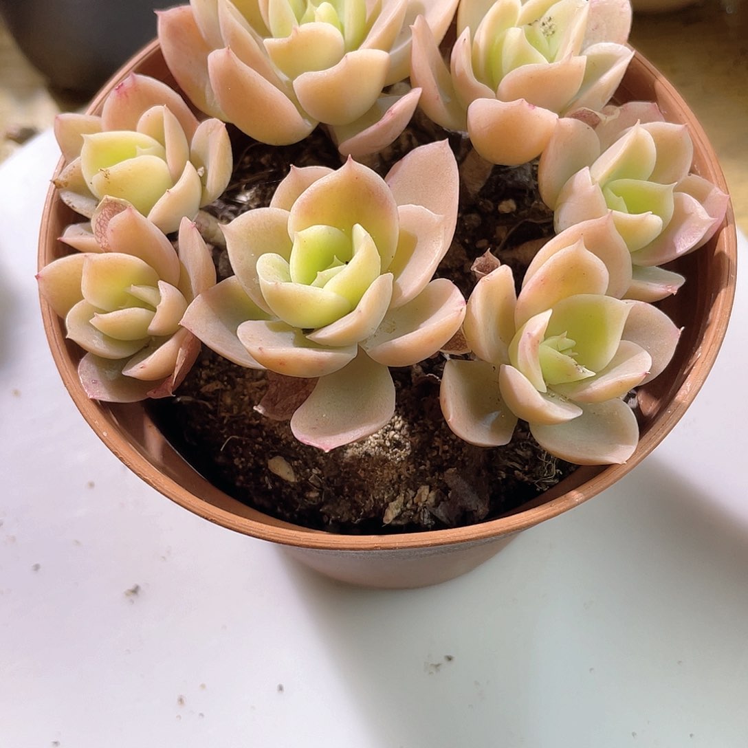 ༆****0633  星娜塔 六月六