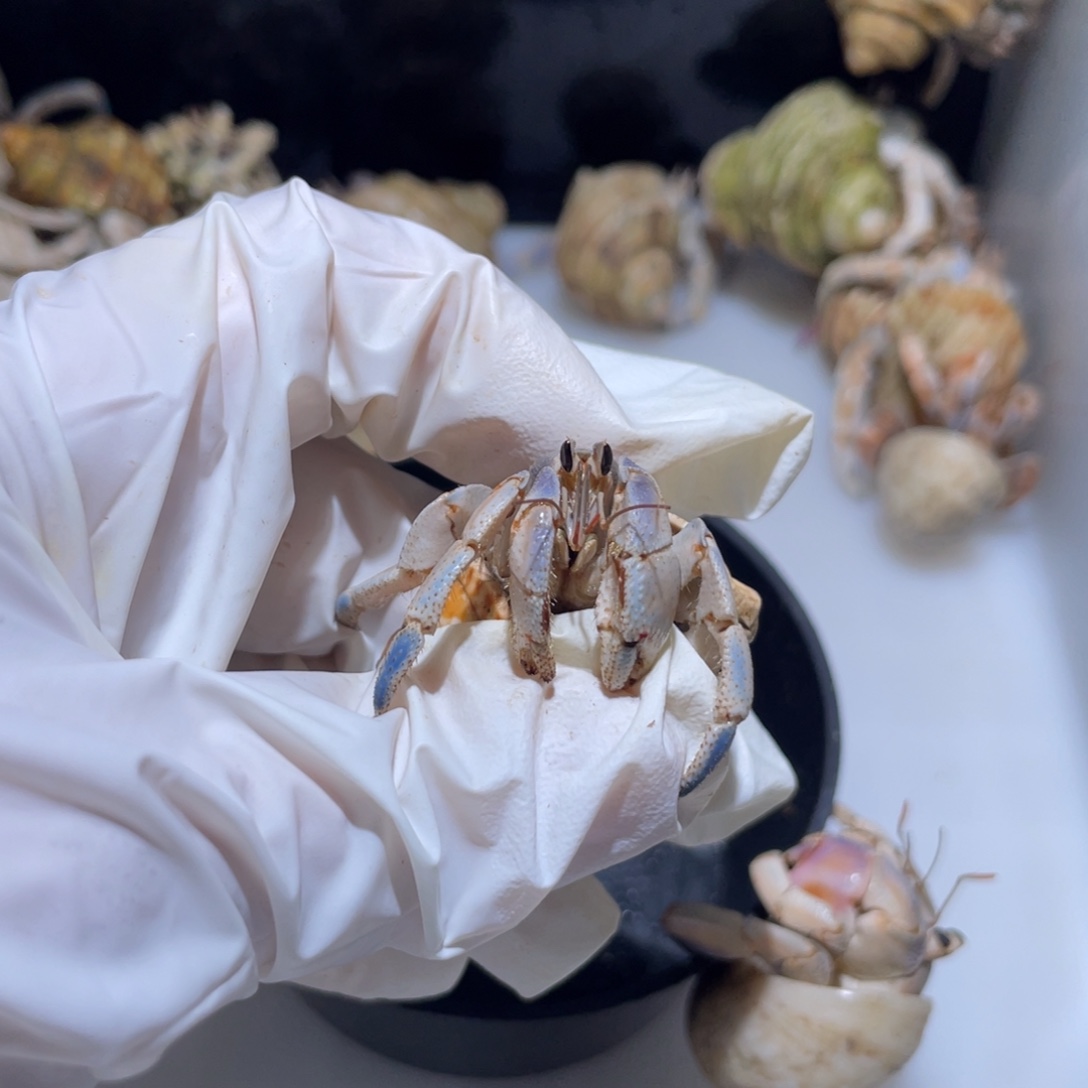 H5 紫陆蓝白色1.7口