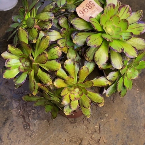 微锦拉丝多肉植物5896