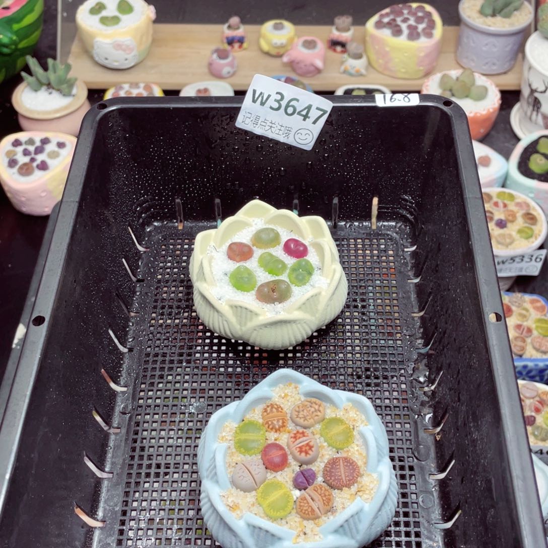 w3647一份2盆量拍