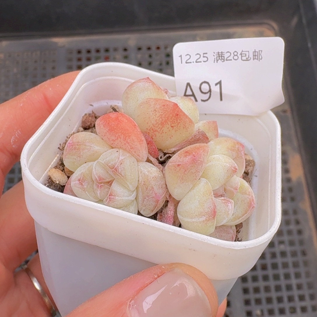 冰玉3头一颗带盆带土