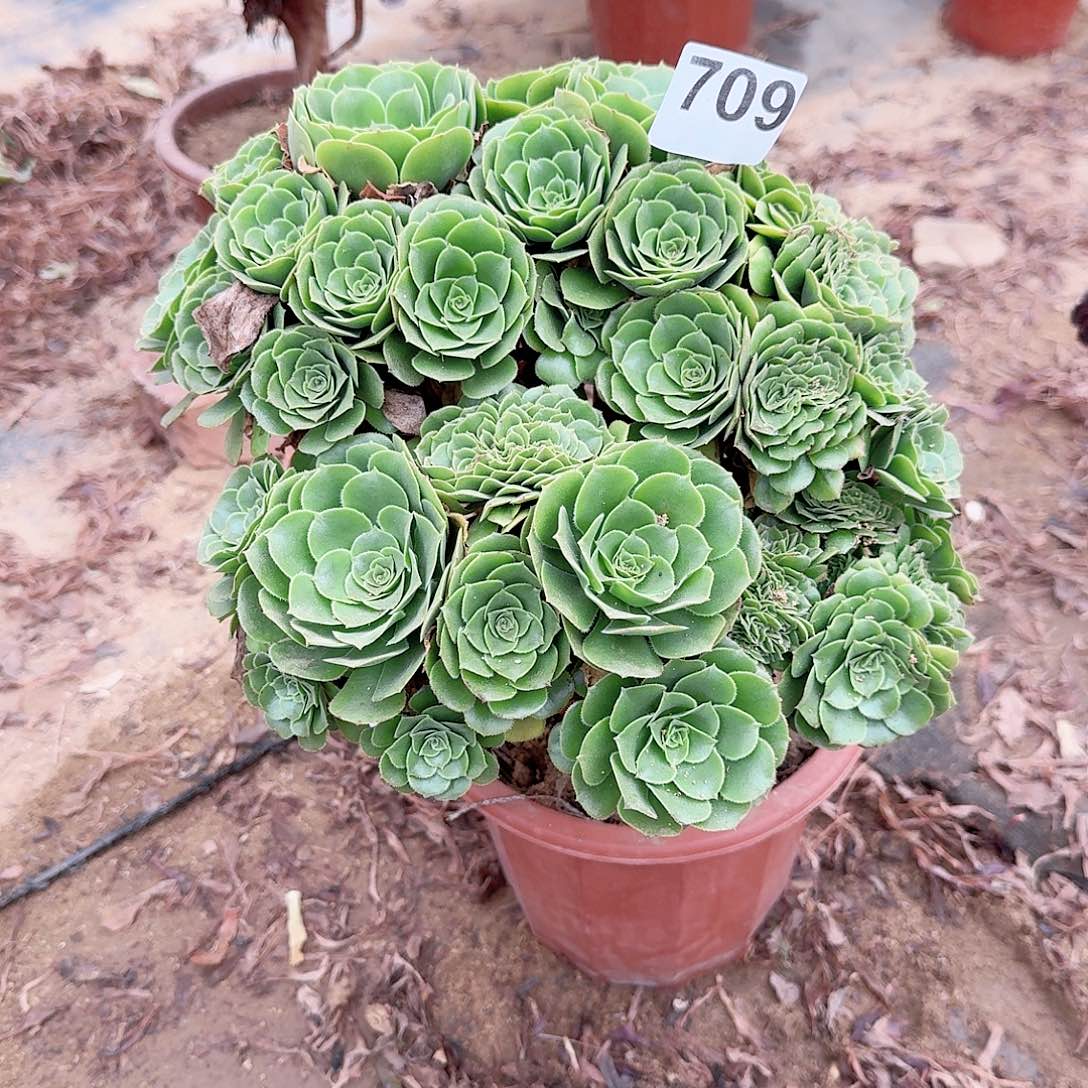 709绿缀朵朵一颗呀呀