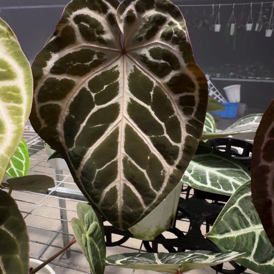 不开花植物红水晶杂skg银红