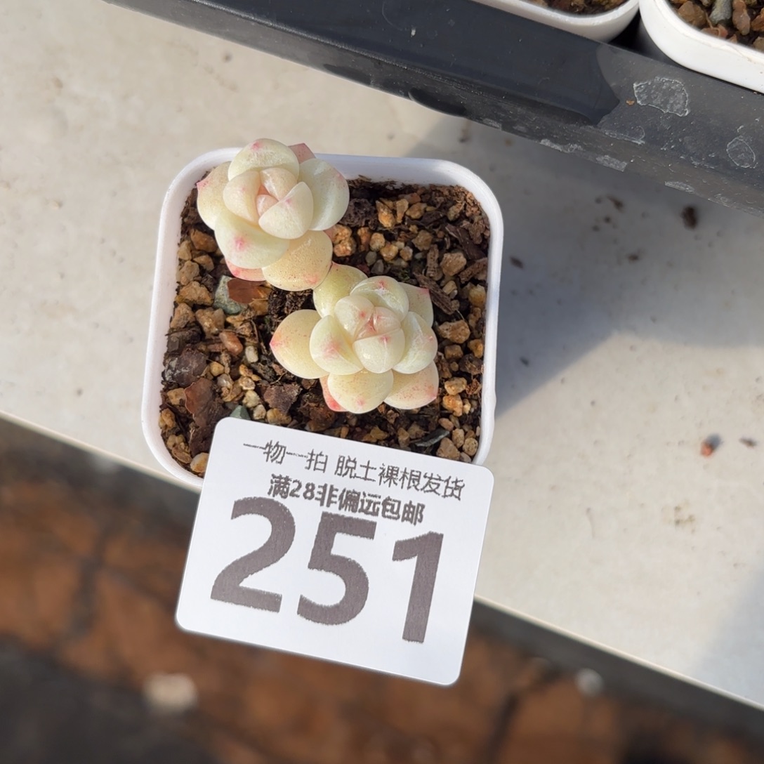 冰玉老桩无盆土发货