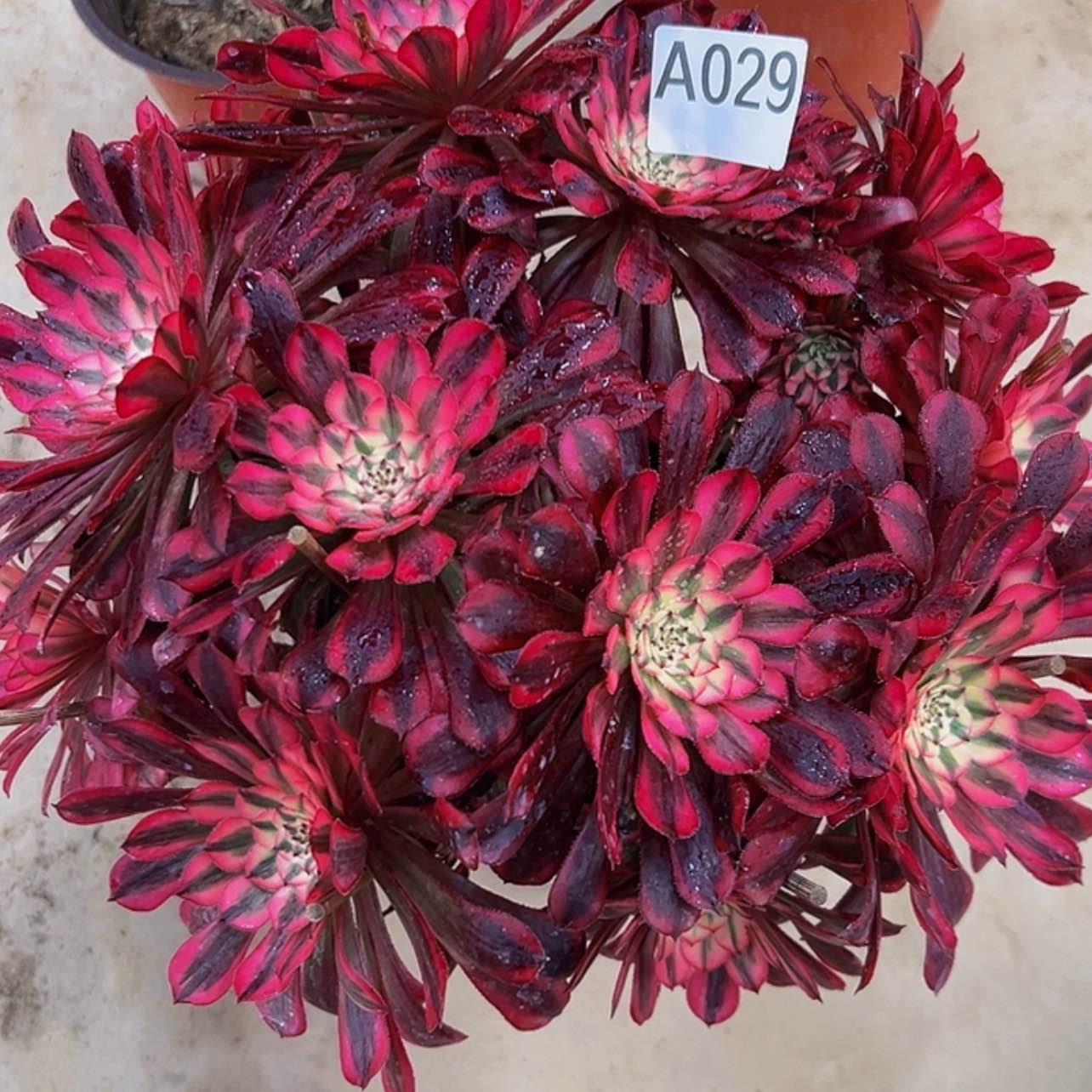 【闪购商品】029。     