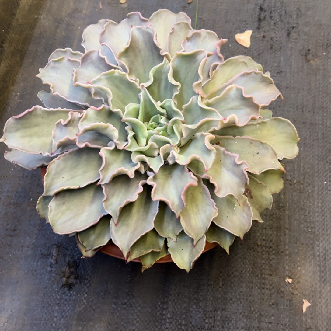 大单头的饺子皮脱土发货