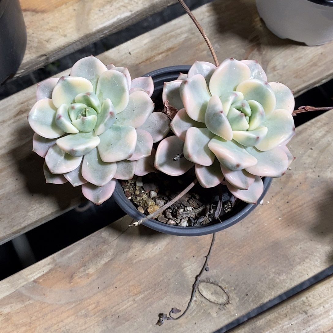 红粉佳人锦多肉多肉植物