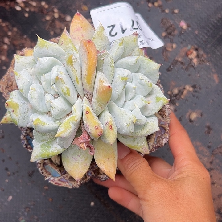 浦西～一物一拍肥嘟嘟10712