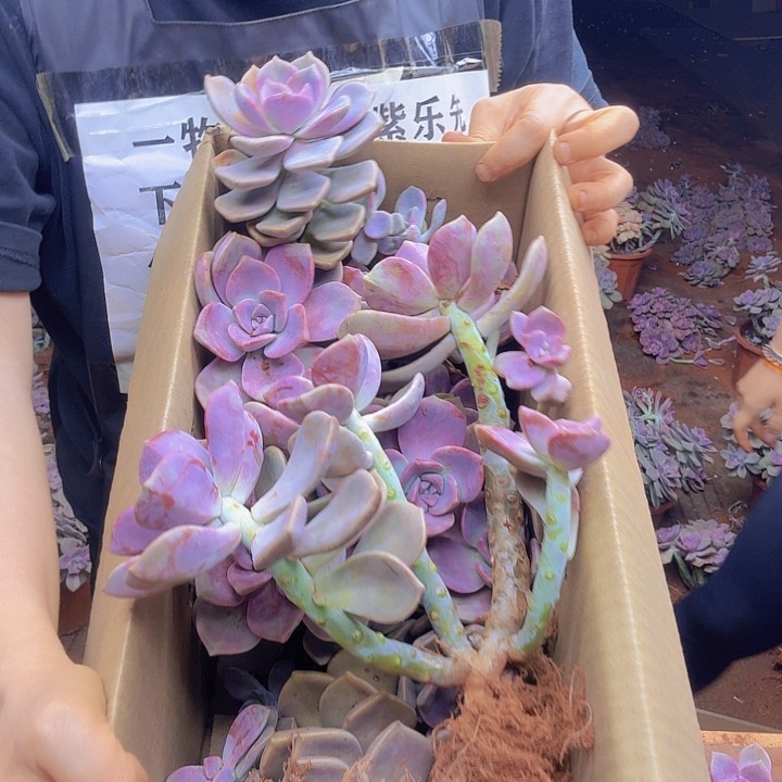 完全开放相拍子乐一物一拍开播福利