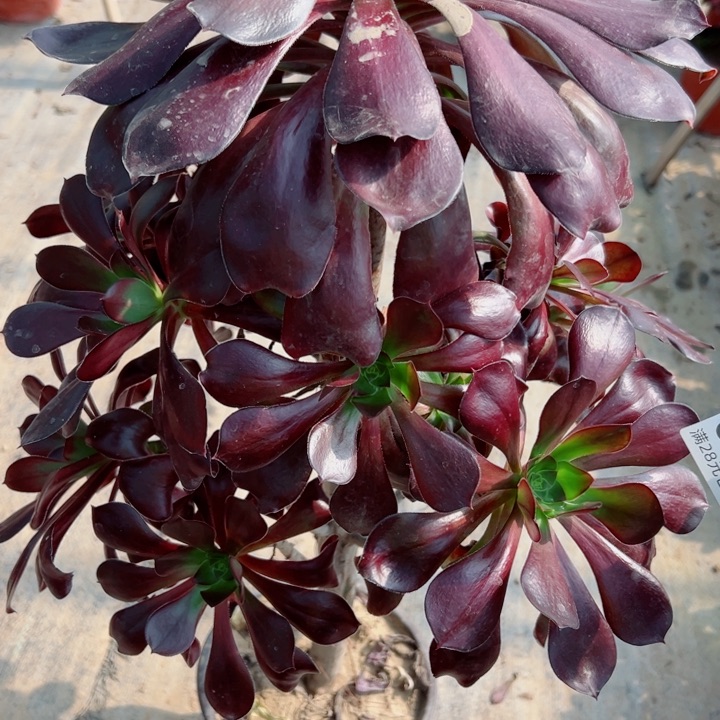 257无毒多肉植物