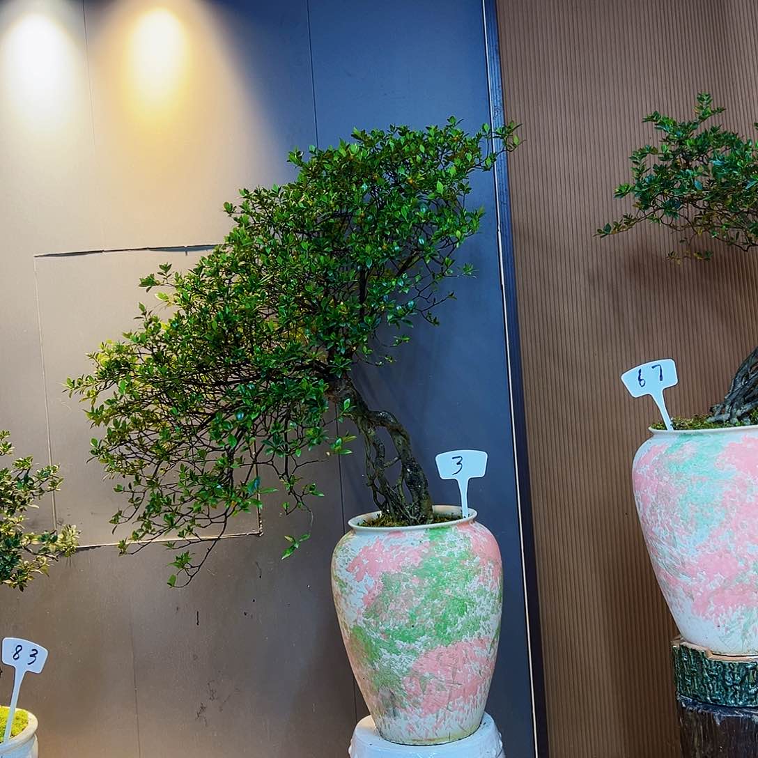 韩*岗海岛榄叶栀子花