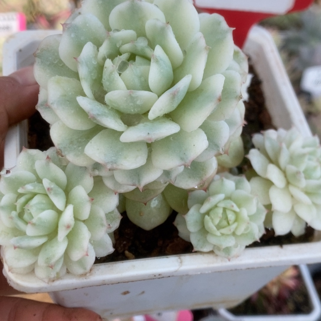290静夜锦锦锦锦锦