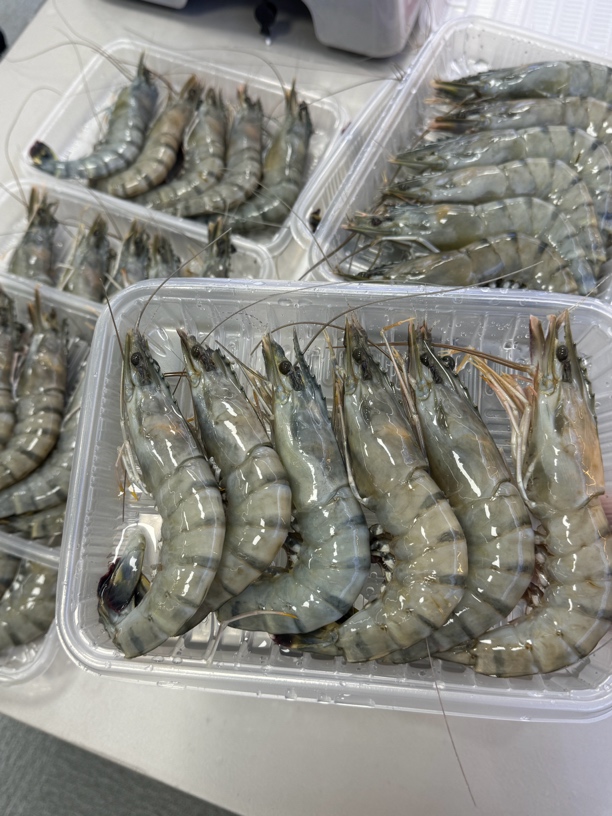 黑虎虾6个头两盒共2斤