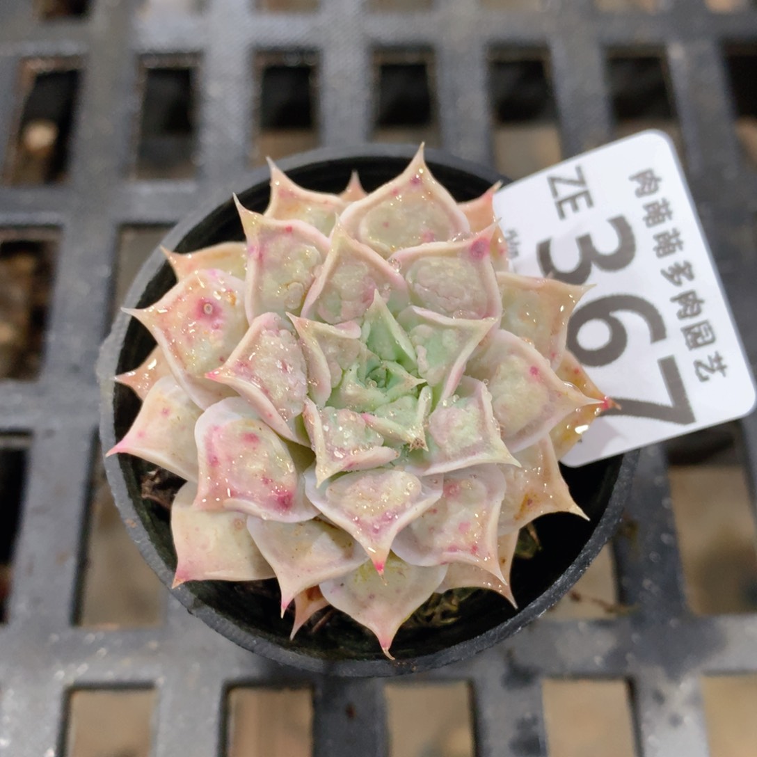 肉萌萌拇指盆精控多肉ZE367