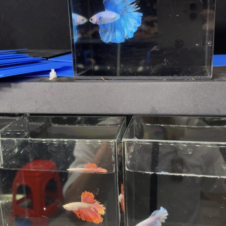 海水哈哈哈哈吃菜啊
