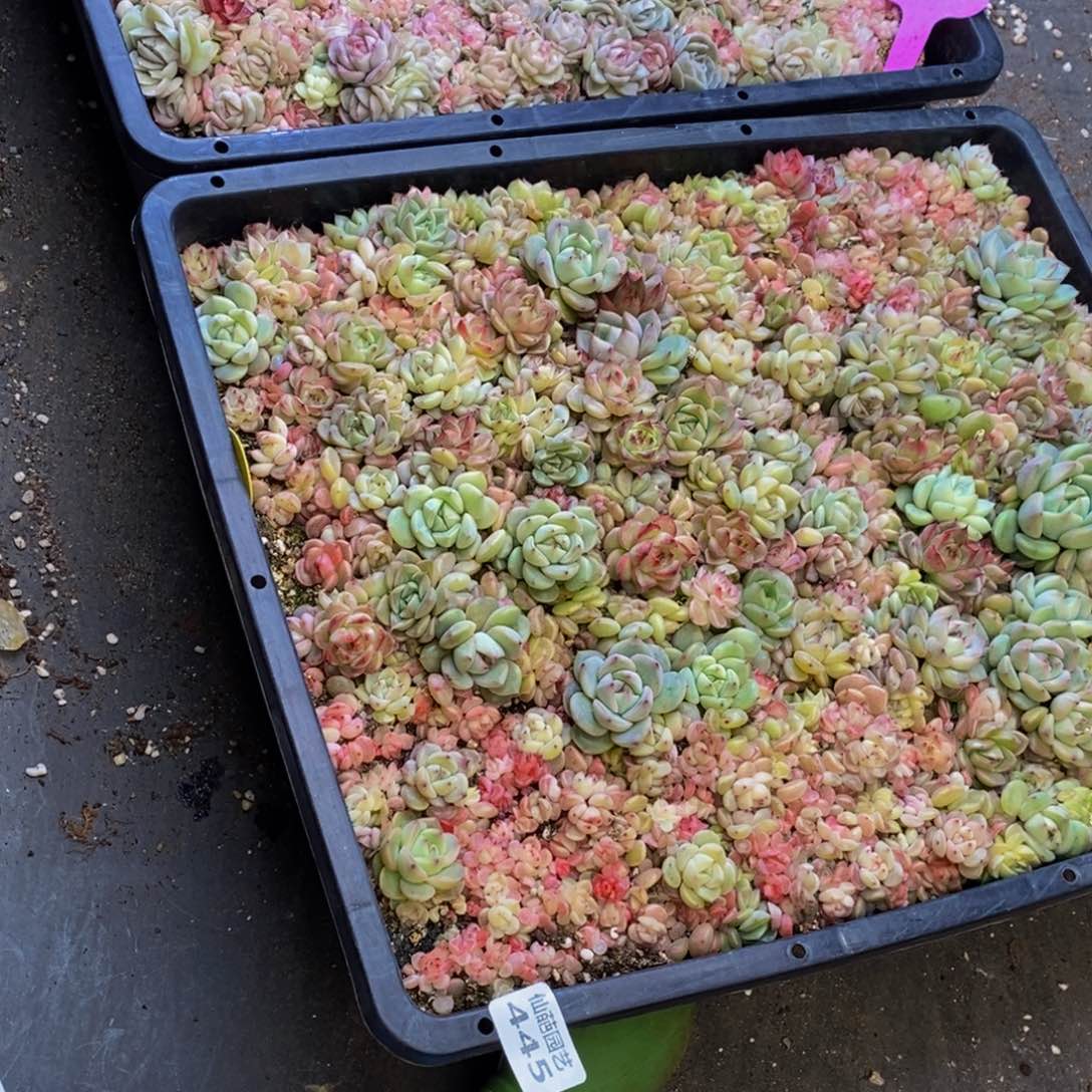 Y****羊445多肉植物保护研究所所长的时候