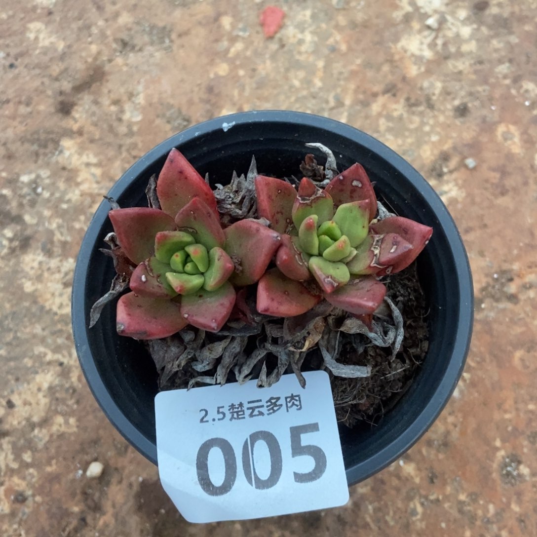 005绿玫瑰多肉植物