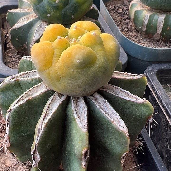 大尤海鲜锦嫁接仙人球