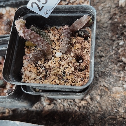 实生仙人球啊看志