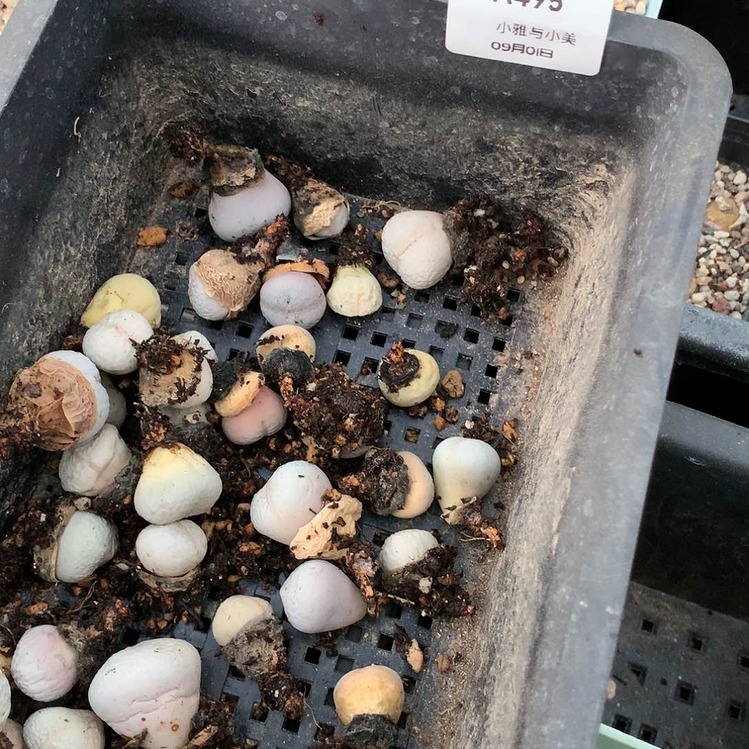 没****?A495多肉植物保护研究所