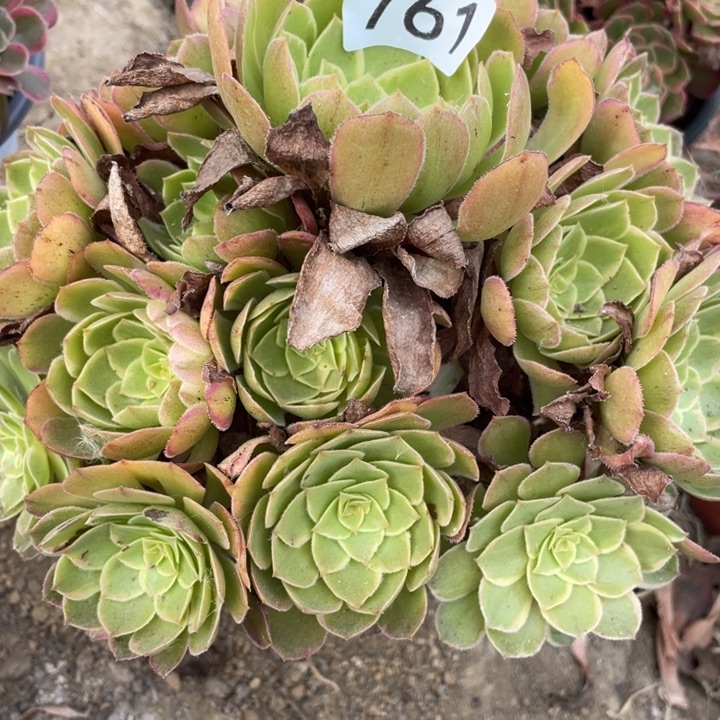 无花朵761多肉植物莲花座