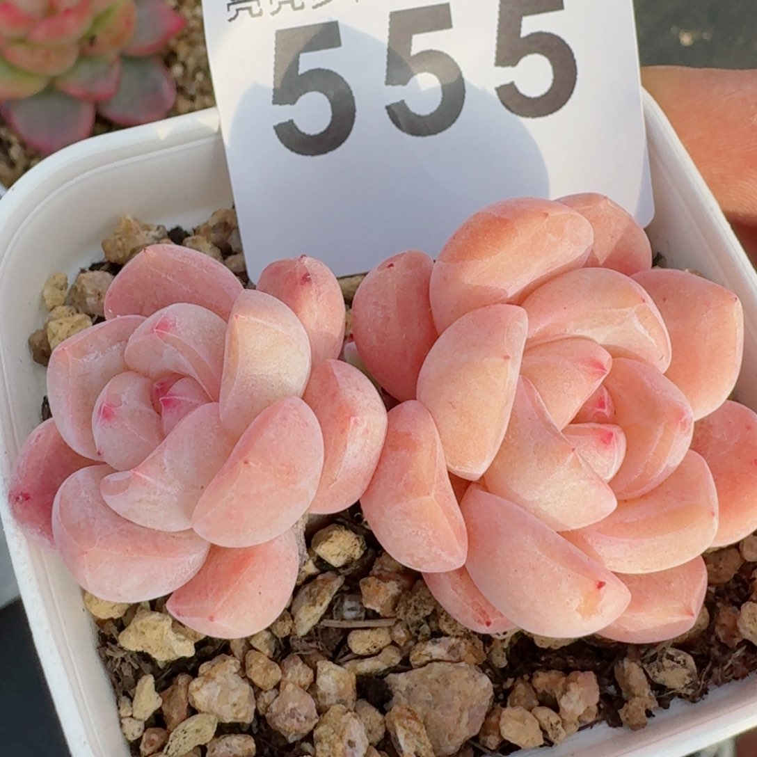 刚毅         精品多肉