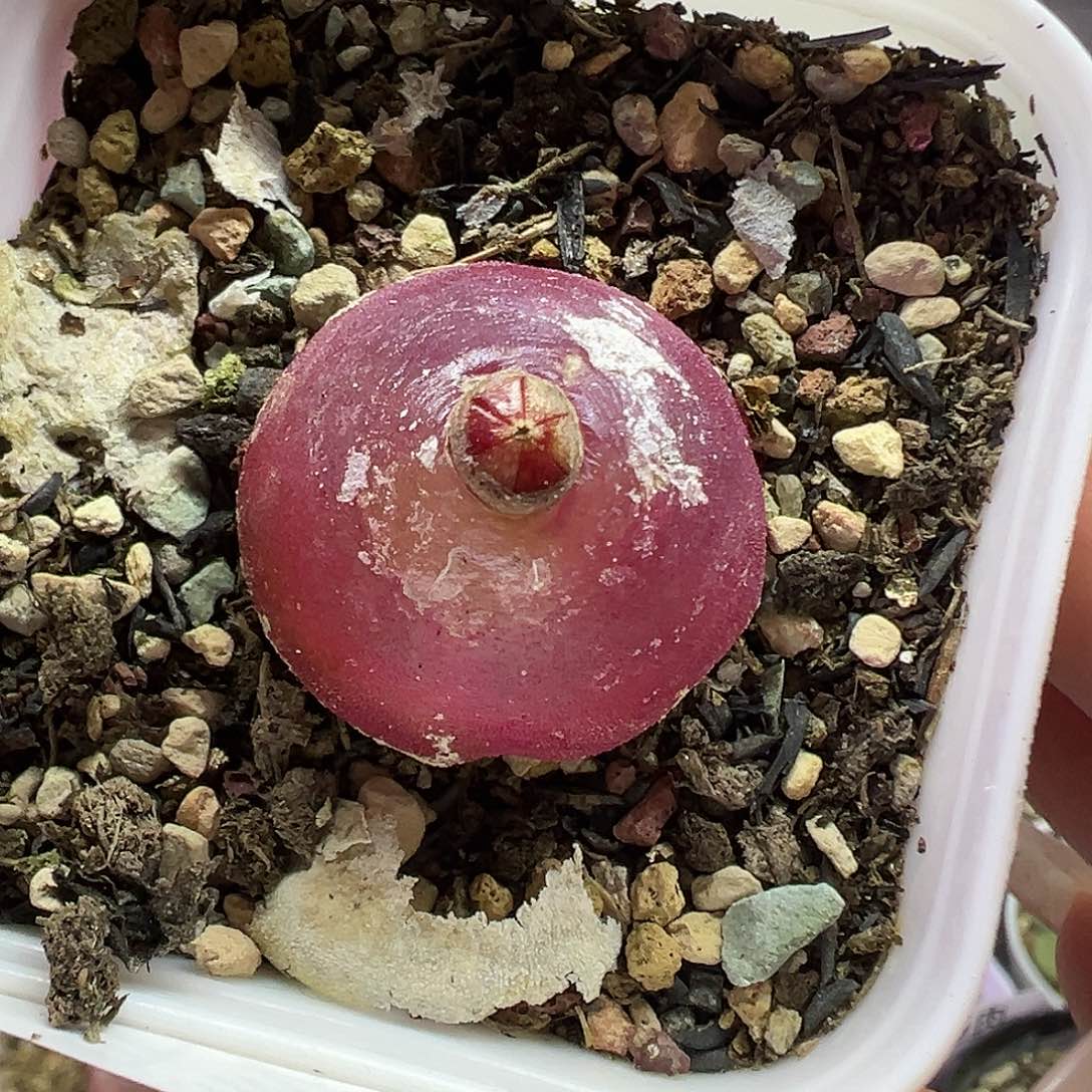 691灯泡带盆土发货