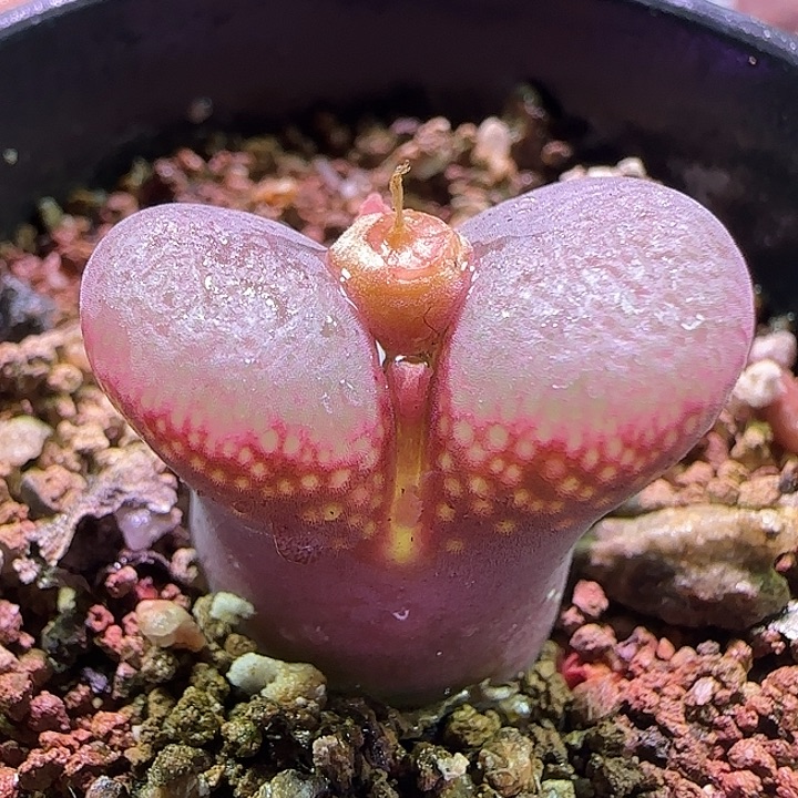 哈哈哈哈哈哈哈。098