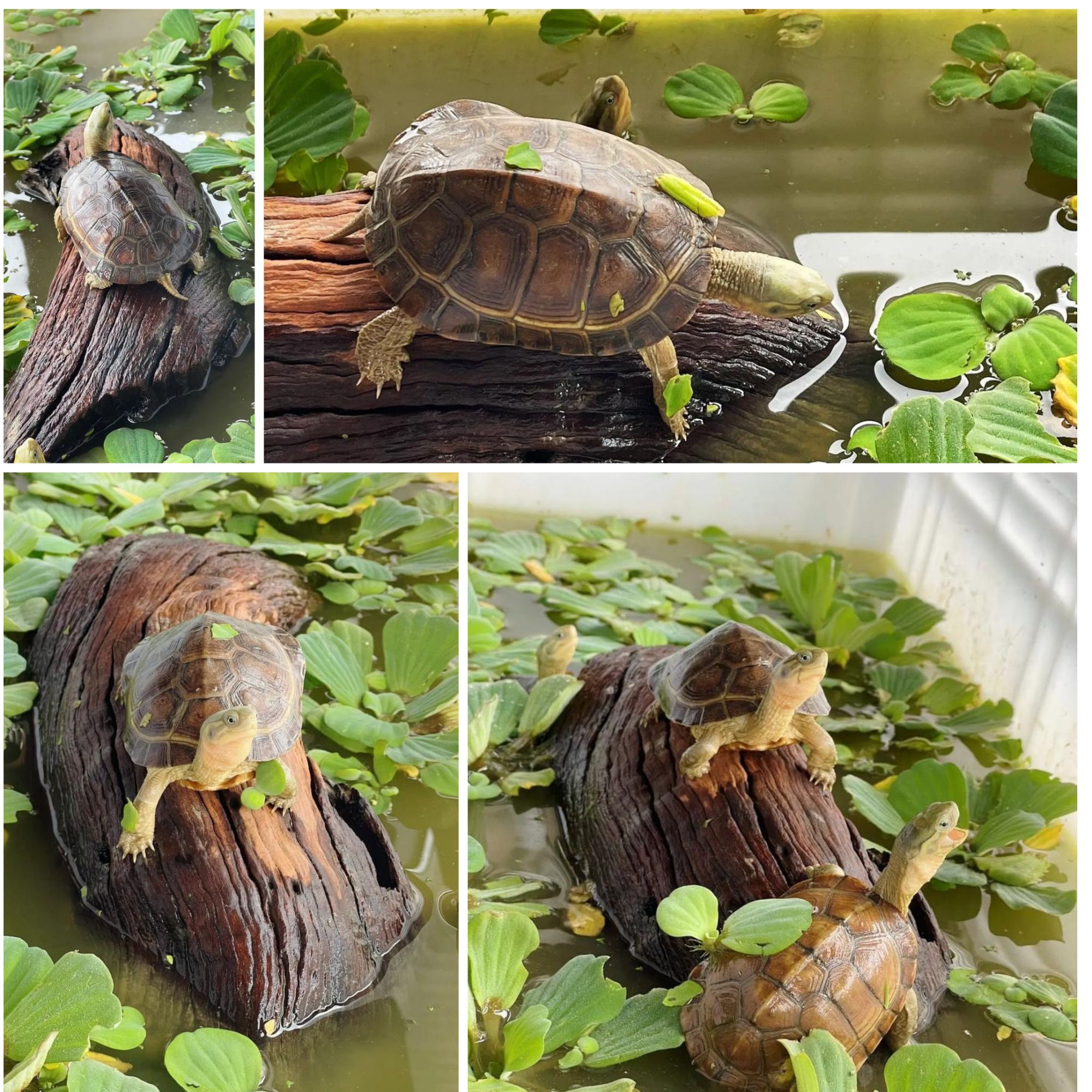 宠物通用链接（包含运费）