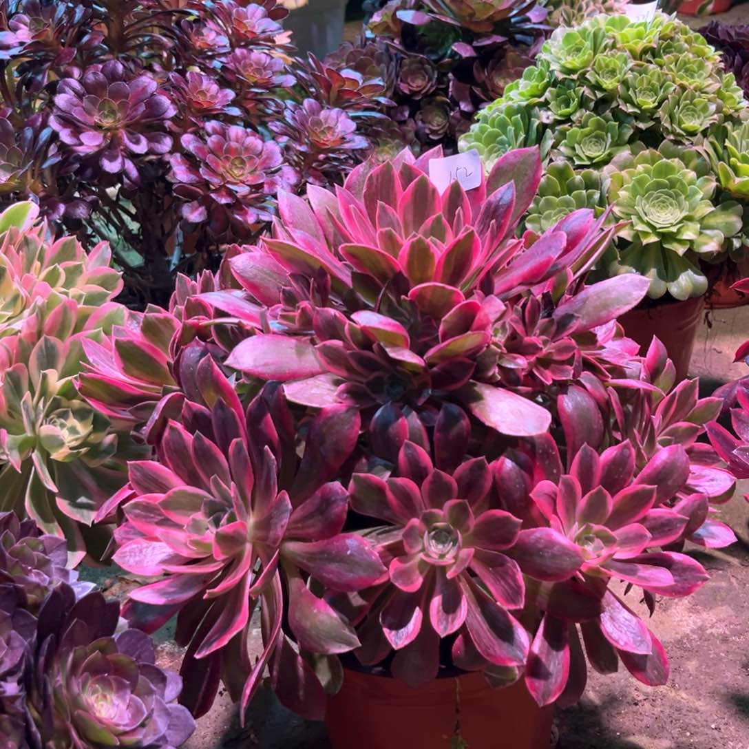 多肉植物浣纱152