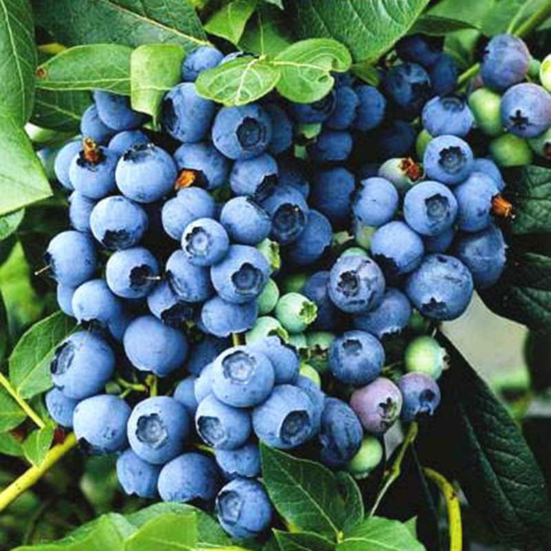 果树蓝莓树果苗带果盆栽带花苞南方种植北方特大室外试种当年结果
