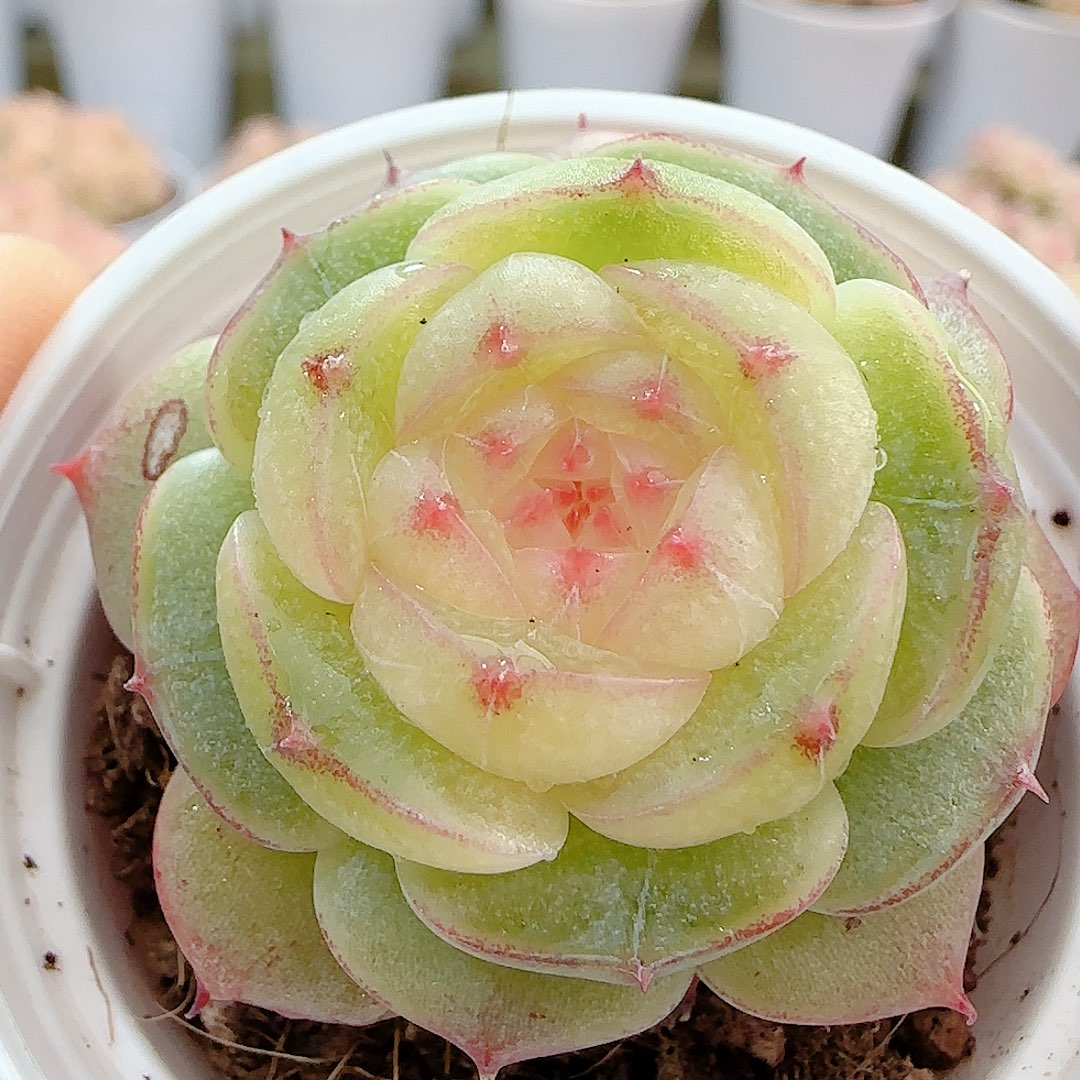 0101-3（海王心）优选