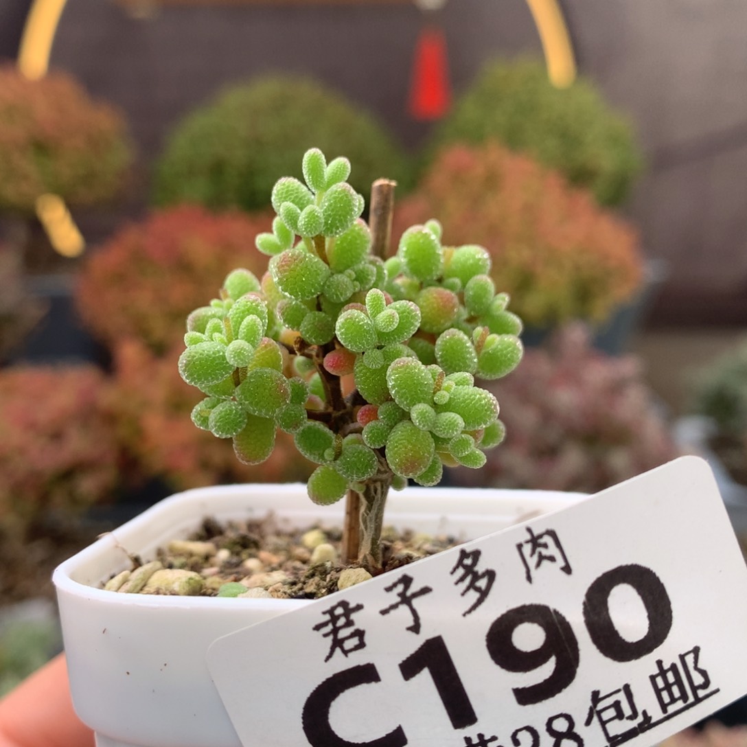 c190密叶糖球枝干番杏