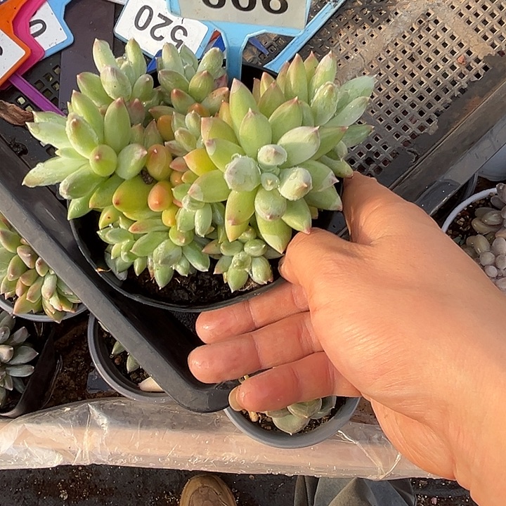 多肉植物桃花酿006