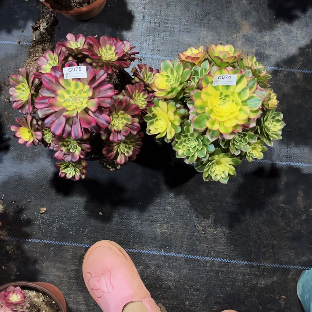 完全开放多肉植物074.075维纳斯，海鲜