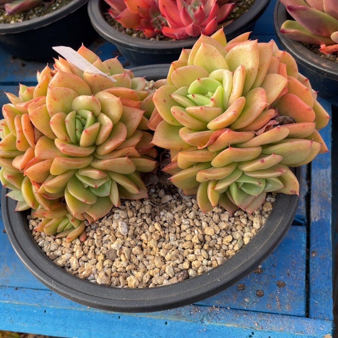 无花朵若如东云组拍E096