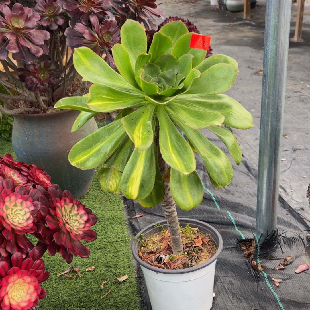 332炖肉植物发货大绿