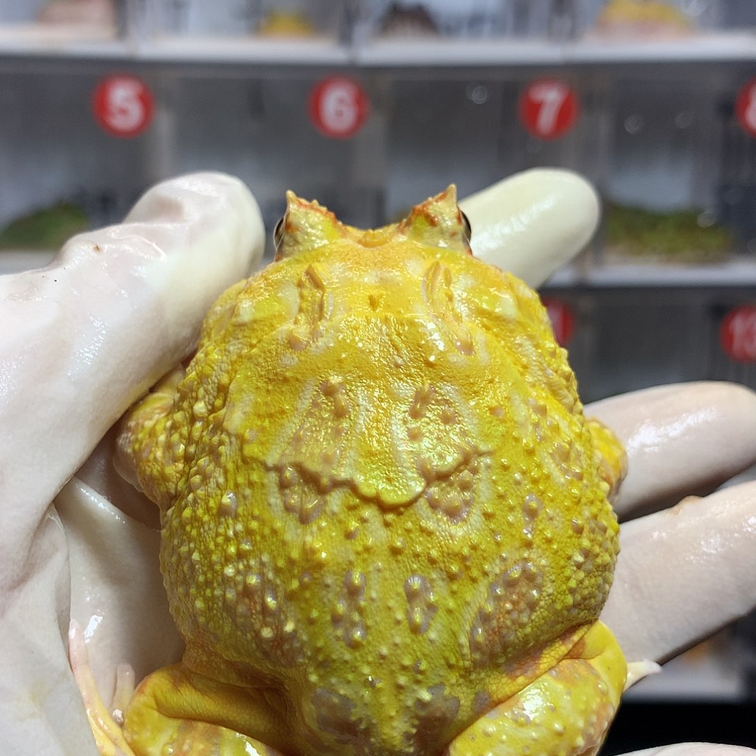 角蛙2795 活动大黄金公