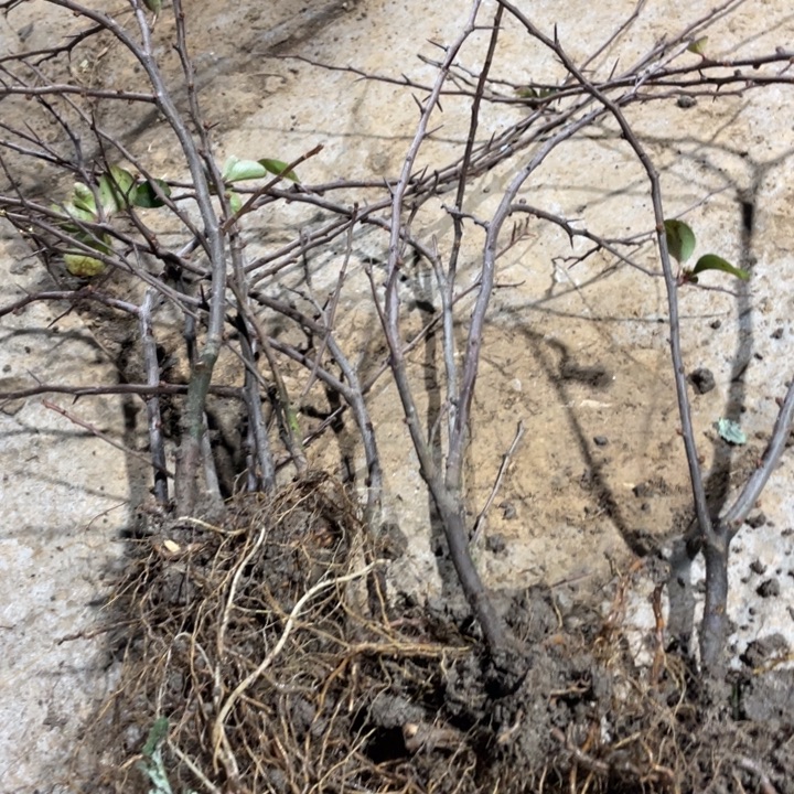 武藏海棠花一颗苗