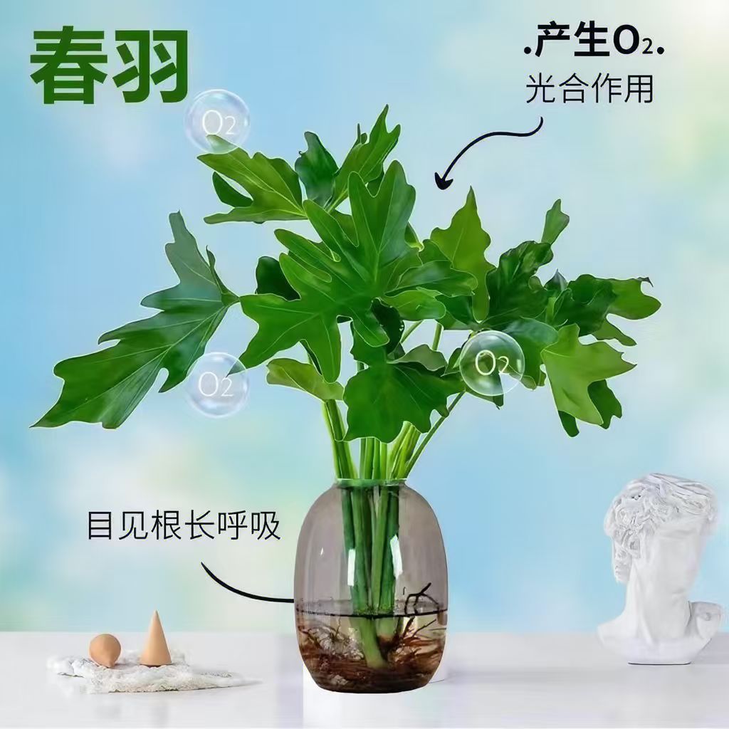 春羽苗绿植办公室内客厅桌面摆设盆栽花卉植物