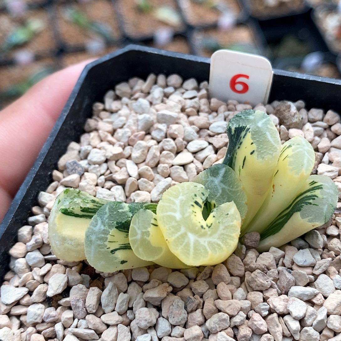 6号黑武泰玉扇锦一物一拍