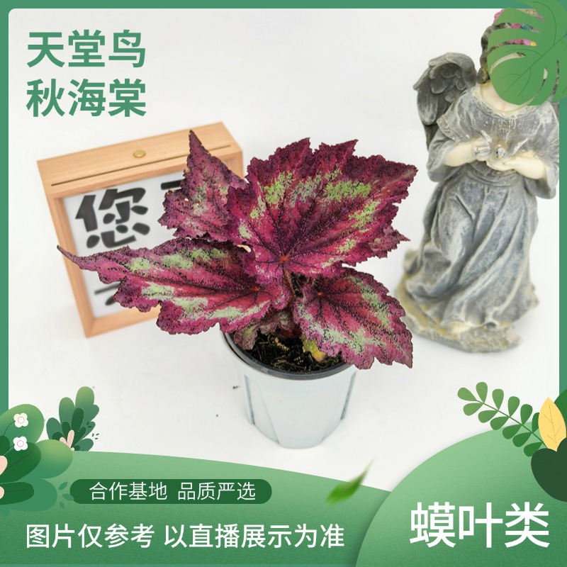 天堂鸟秋海棠，室内观叶植物秋海棠盆栽好养