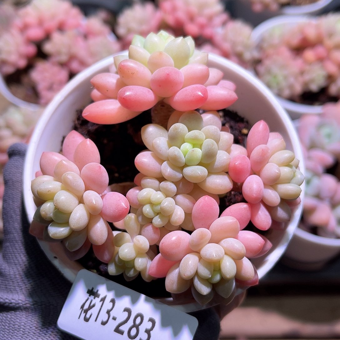 花13-283洛可可群生