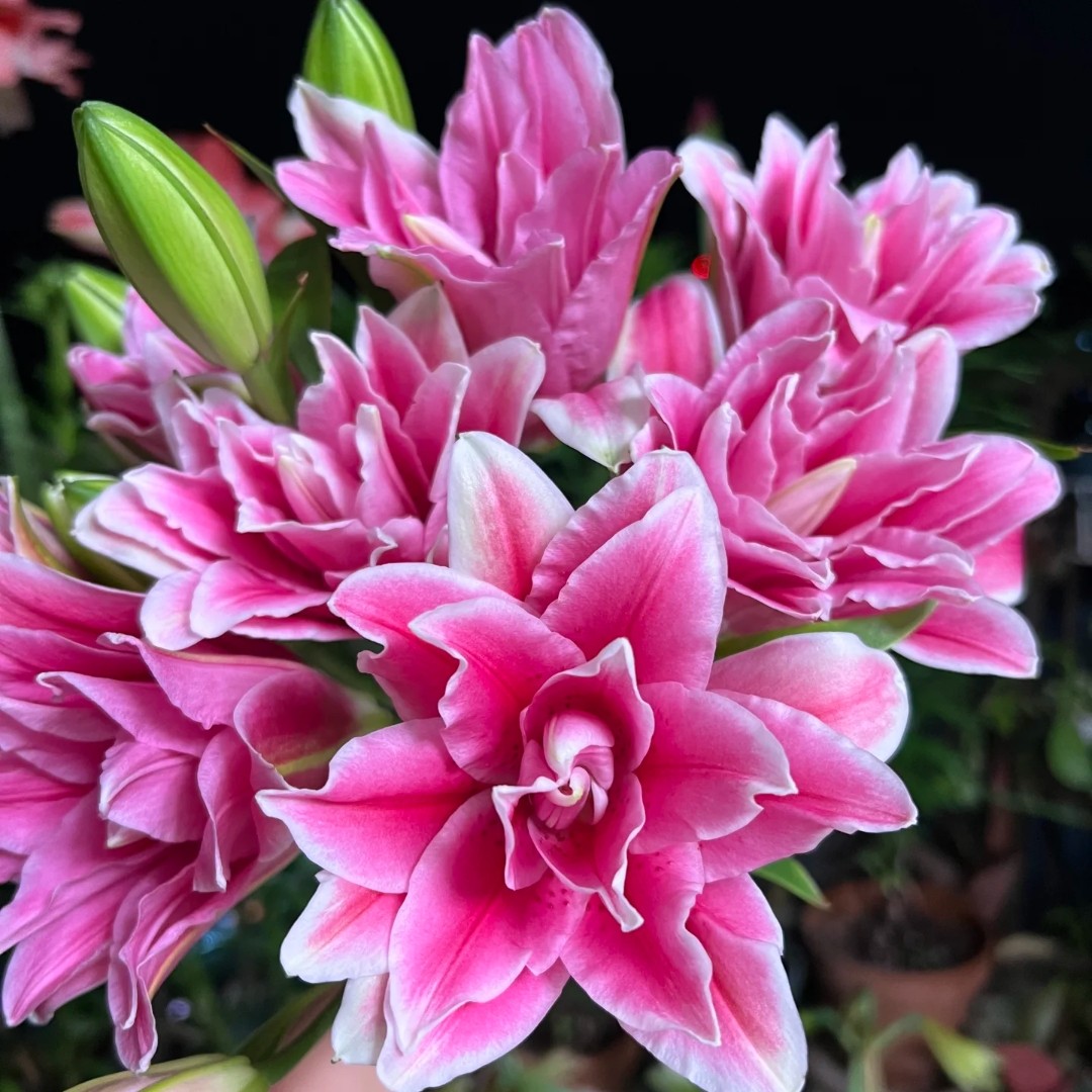 上海种业多头【西亚拉】重瓣百合高级稀缺小众鲜花花材