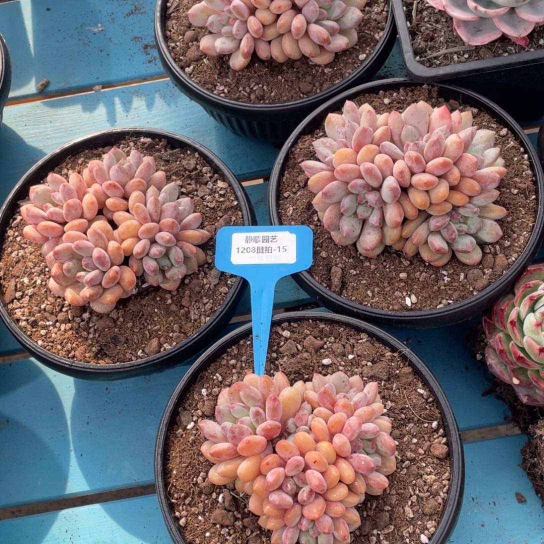 1208-15-香芋美人群生多头一颗