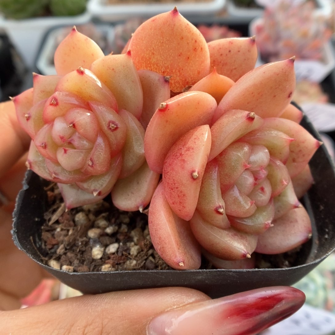 玉芷珍妮群生349号