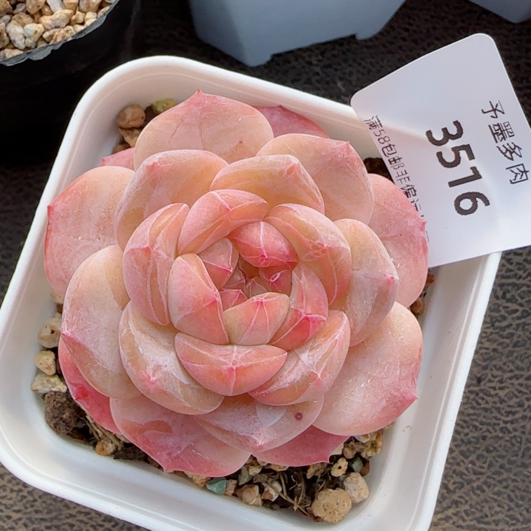 新年福利，3516多肉植物