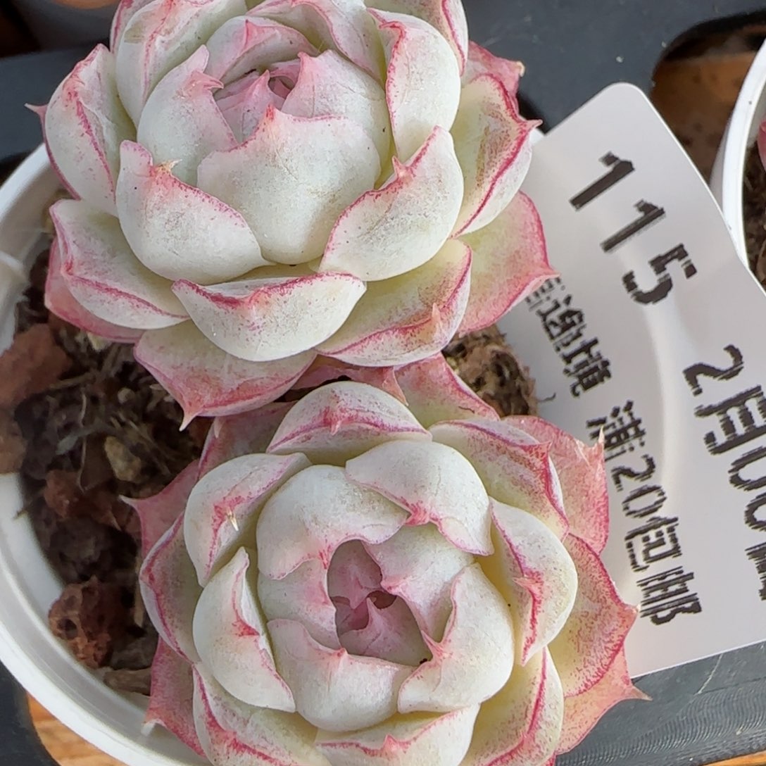 花语逸境0206-115